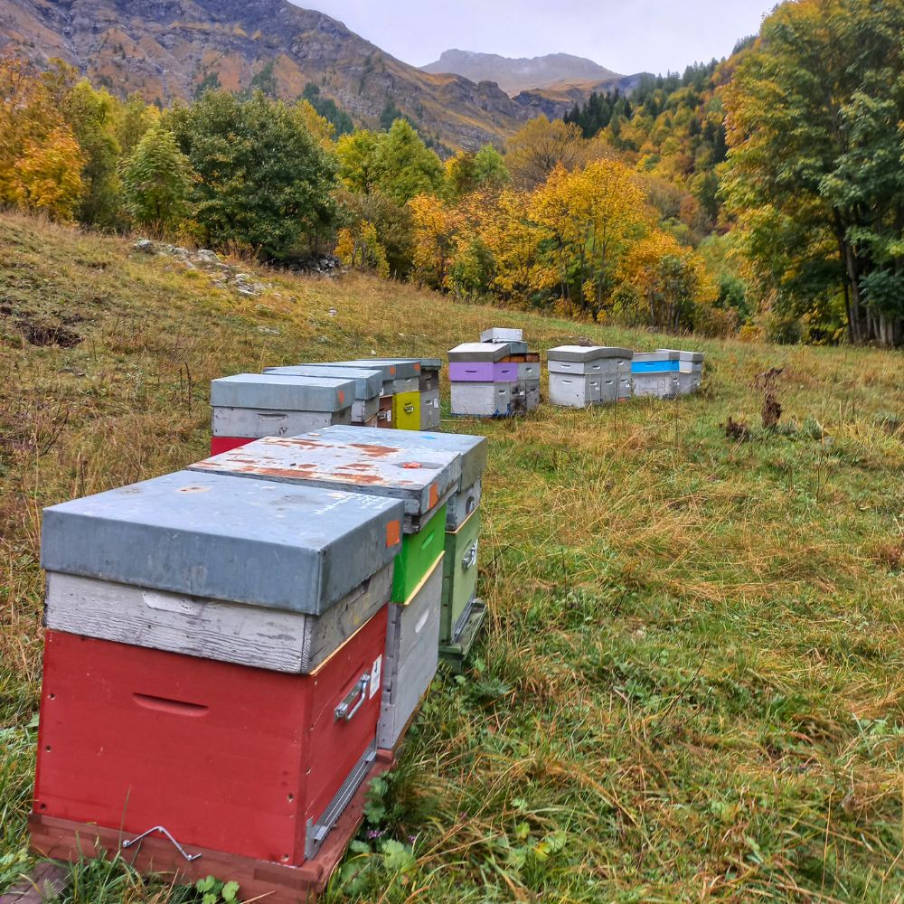 Rucher bio dans les Écrins en couleurs d’automne