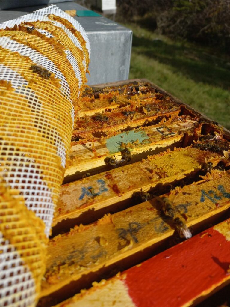 récolte de la propolis a l'aide d'une grille