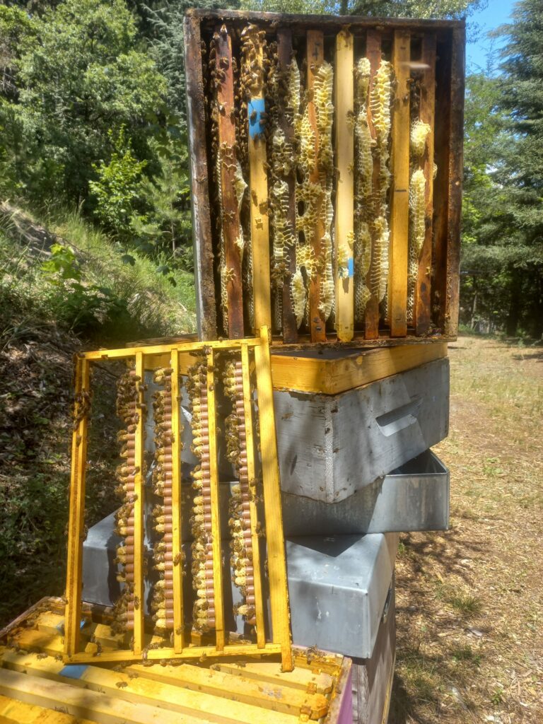 Ruche ouverte lors de la récolte de gelée royale au rucher
